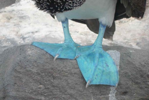 Die blauen Füße der Vögel spielen bei der Partnerwahl eine wichtige Rolle.