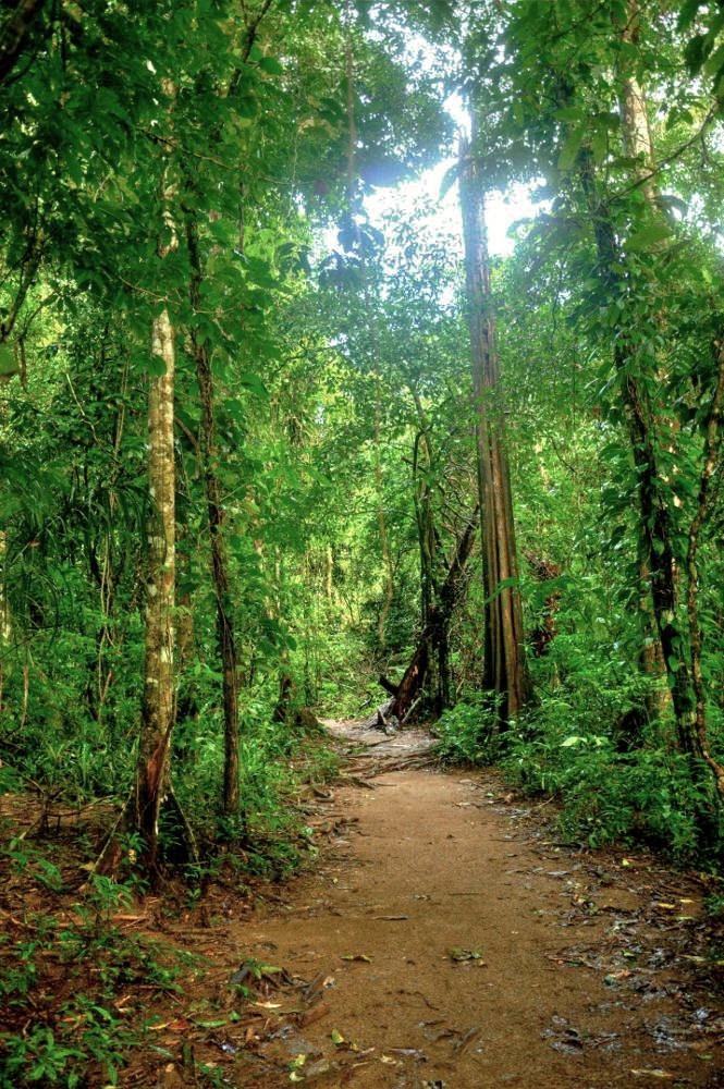 Der dichte, unberührte Urwald dient den verschiedensten Tieren als Lebensraum.