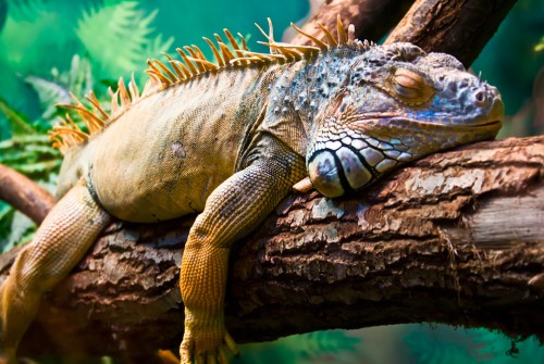 Die "Inseln der Wasserschildkröten" bieten auch vielen großen und kleinen Echsen ein Zuhause.