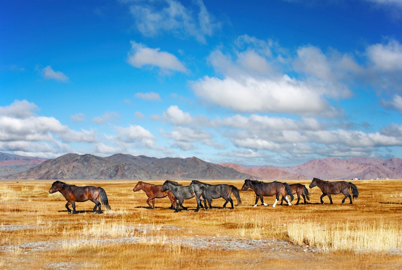 Die Wunder der Gobi » WORLD INSIGHT