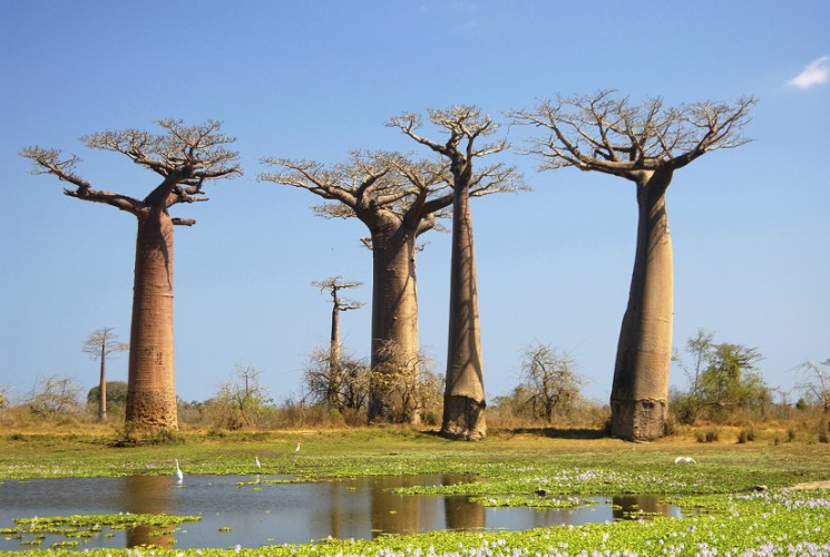 Die hochgewachsenen Baobabs, auch Affenbrotbäume genannt, sind ein typischer Teil der Vegetation auf Madagaskar.