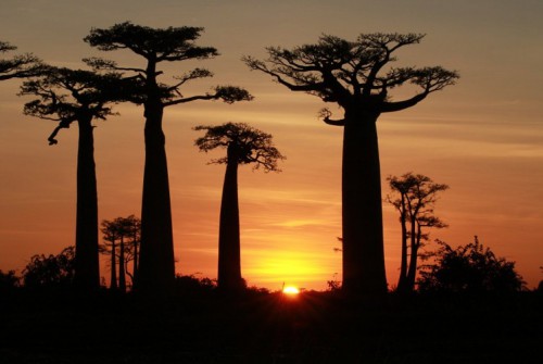 Bei Sonnenuntergang ist die Stimmung in der Baobaballee besonders magisch.