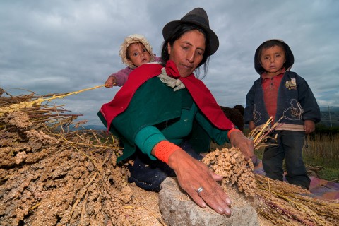 Indígena-Familie bei der Quinoa-Ernte