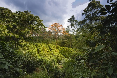 Die Natur ist Costa Ricas wertvollstes Gut.