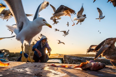 Hitchcock hätte in Anlehnung an „Die Vögel“ bei diesem Foto Pate stehen können: Essaouira wird von tausenden von Möwen bevölkert, die unser Fotograf Martin Buschmann hier bei einem sensationell schönen Bild in Szene setzt.