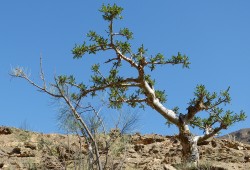 Ein Weihrauchbaum trotzt im Dhofar-Gebirge den widrigen Bedingungen.