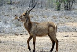 Gazelle im Krüger Nationalpark