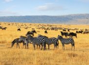 Kenia – Selbstversorgung statt Busch-Safari