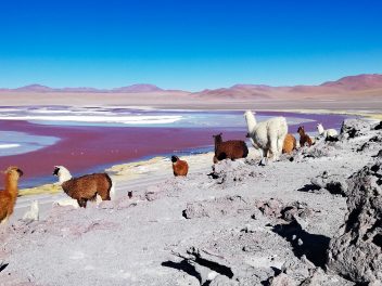 Bolivien – ursprünglich und traumhaft schön!