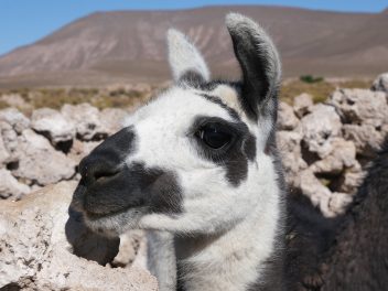 Endlich nach Bolivien: Eine Reise voller Erlebnisse