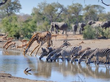 Tierische und landschaftliche Highlights in Südafrika