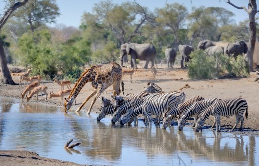 Tierische und landschaftliche Highlights in Südafrika
