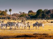 Entdecke die „Big Five“ in Namibia und Botswana