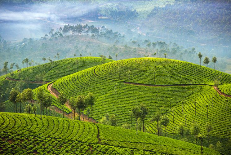 Heute gibt es unzählige Teeplantagen in der Region um Darjeeling.