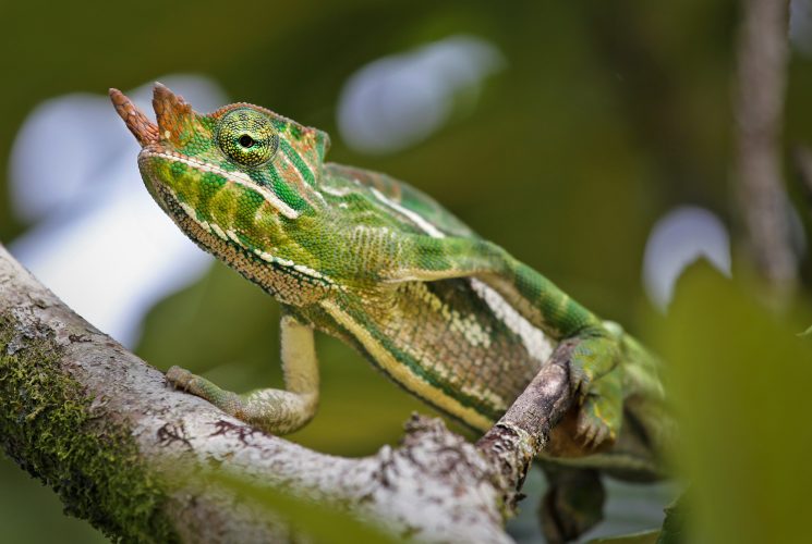 Chamäleons gibt es auf Madagaskar in allen Größen, Farben und Formen.