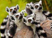 Lemuren, Baobabs und Regenwälder: Eine unvergessliche Reise durch Madagaskar