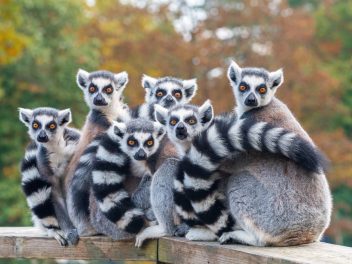 Lemuren, Baobabs und Regenwälder: Eine unvergessliche Reise durch Madagaskar