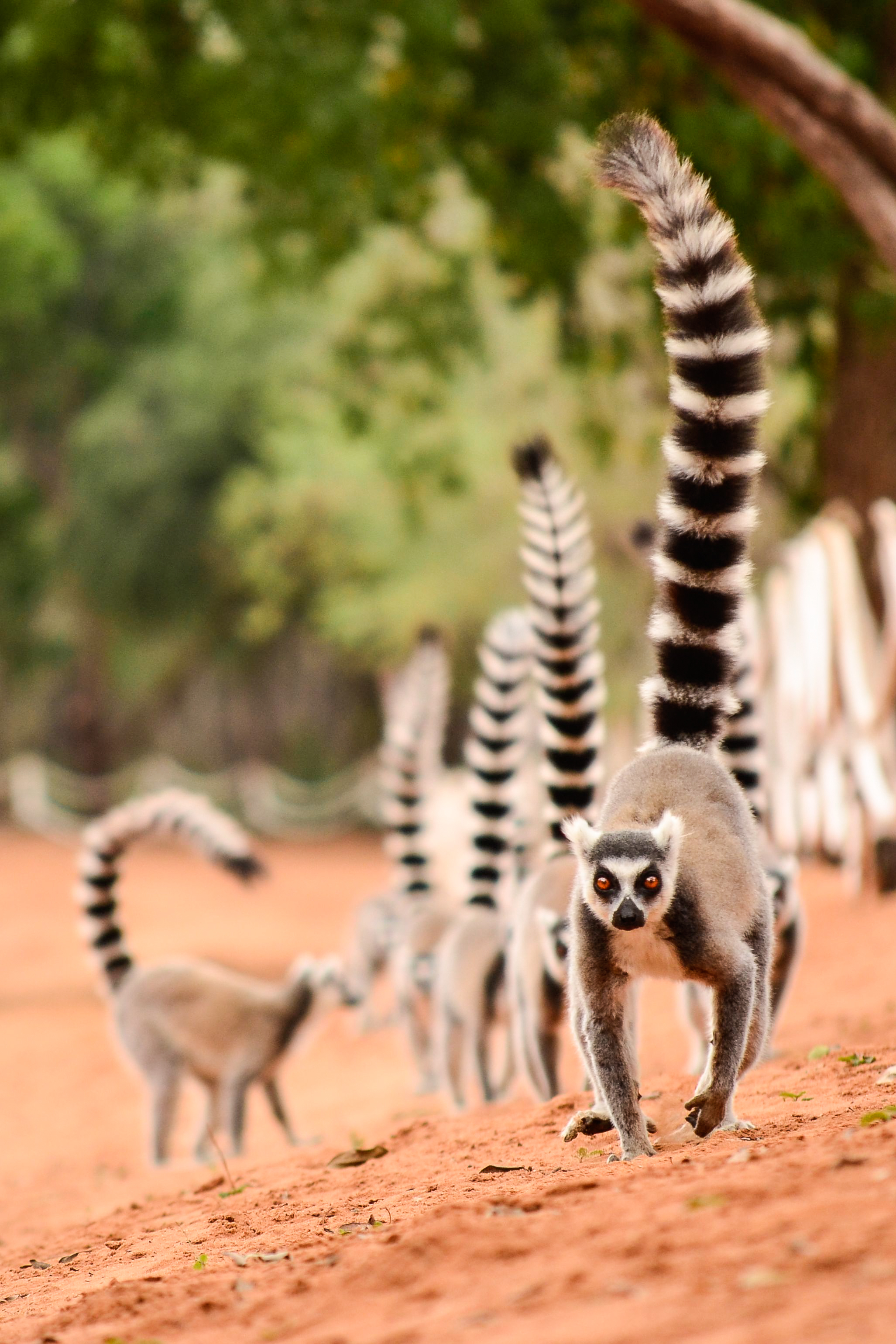 Lemuren gibt es tatsächlich nur auf Madagaskar – und davon über 100 verschiedene Arten.