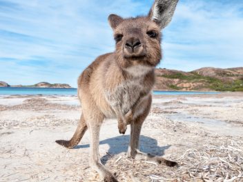 Australiens Tierwelt