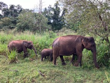 Sri Lanka: Aktiv zur Träne Indiens