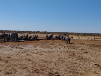 Zwischen Wildlife und Wüste: Faszination Namibia