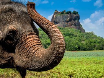 Sri Lanka ComfortPlus: Erleben, entspannen, eintauchen