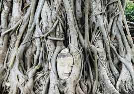Buddha Kopf im Baum