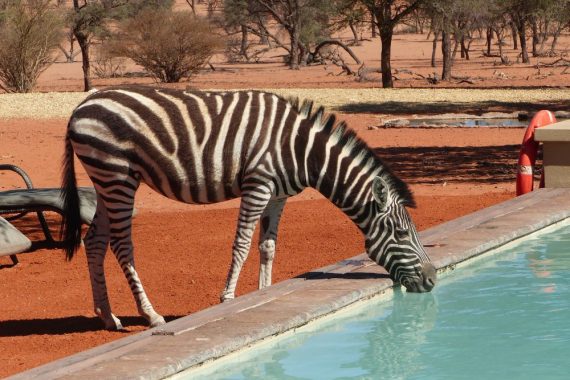 Zebra trinkt aus dem Pool