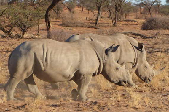 zwei Breitmaulnashörner im Nationalpark