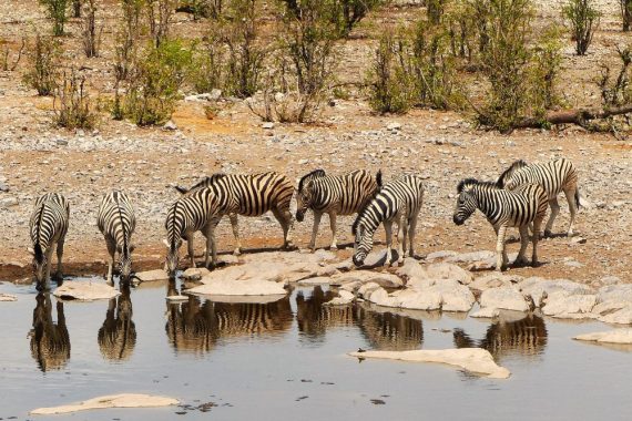 Eine Herde Zebras trinkt am Wasserloch