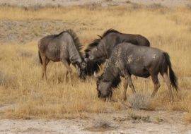 3 Gnus