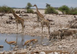 Giraffen und Anitlopen am Wasserloch