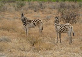 2 Zebras