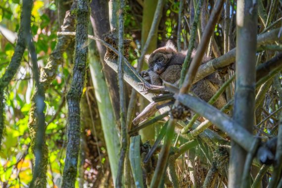 Lemur schläft im Geäst