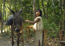 Junge mit Esel in Tayrona Park