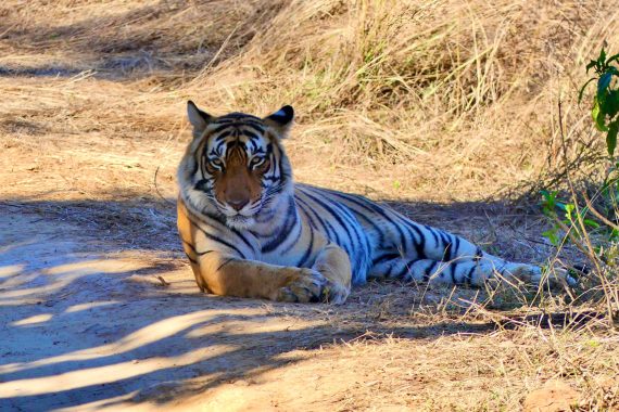 Königstiger liegt auf der Straße