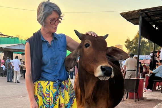 Begegnung mit einer Kuh