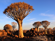 Namibia & Botswana – Drei Wochen voller Abenteuer
